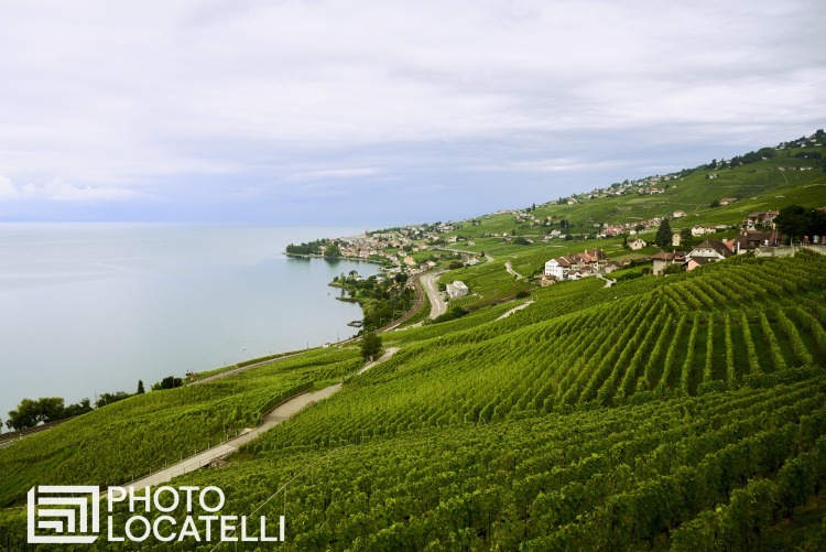 Lavaux